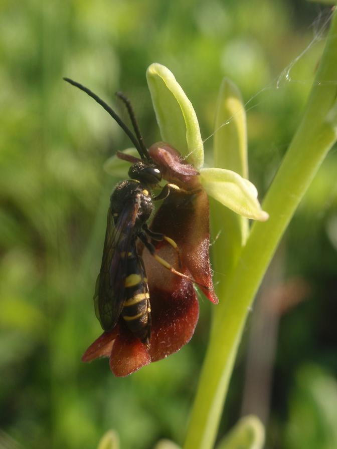 Argogorytes mystaceus (L., 1761)  su Ophrys insectifera